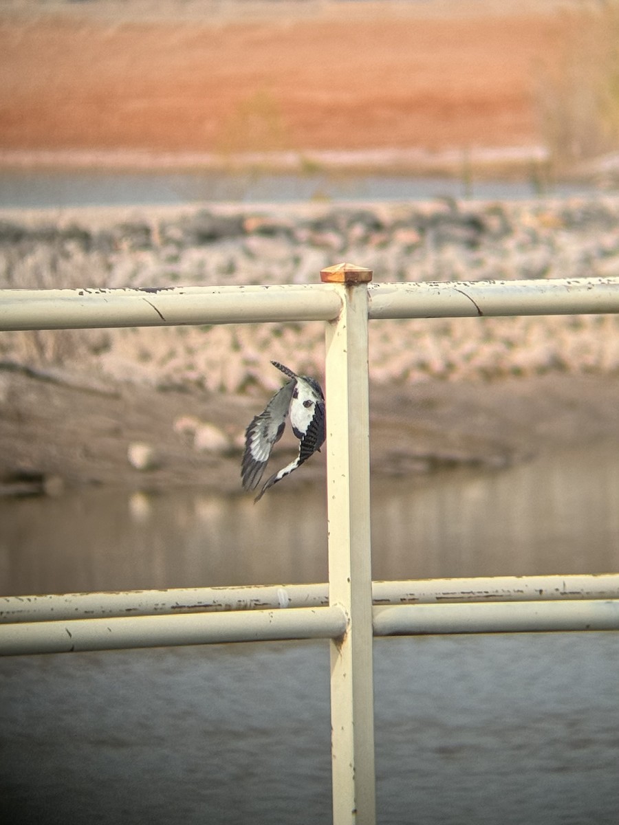 Belted Kingfisher - ML647237635