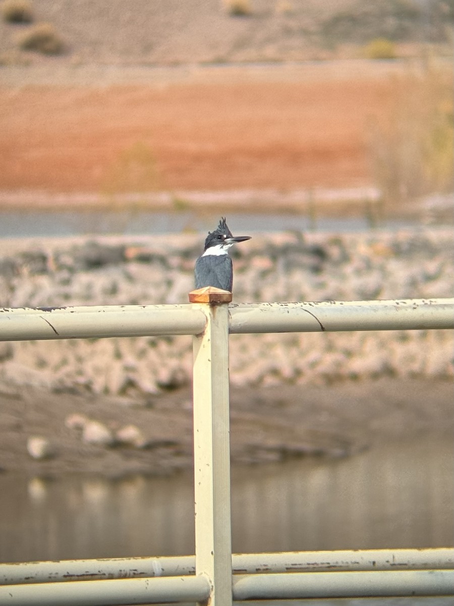 Belted Kingfisher - ML647237636