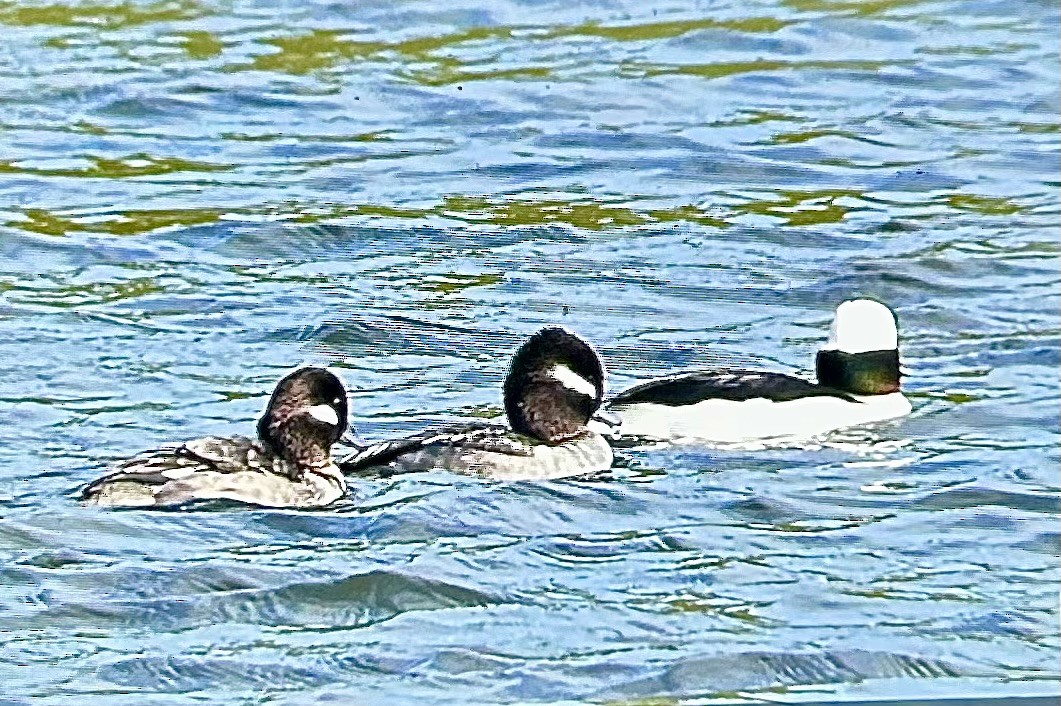 Bufflehead - ML647237637