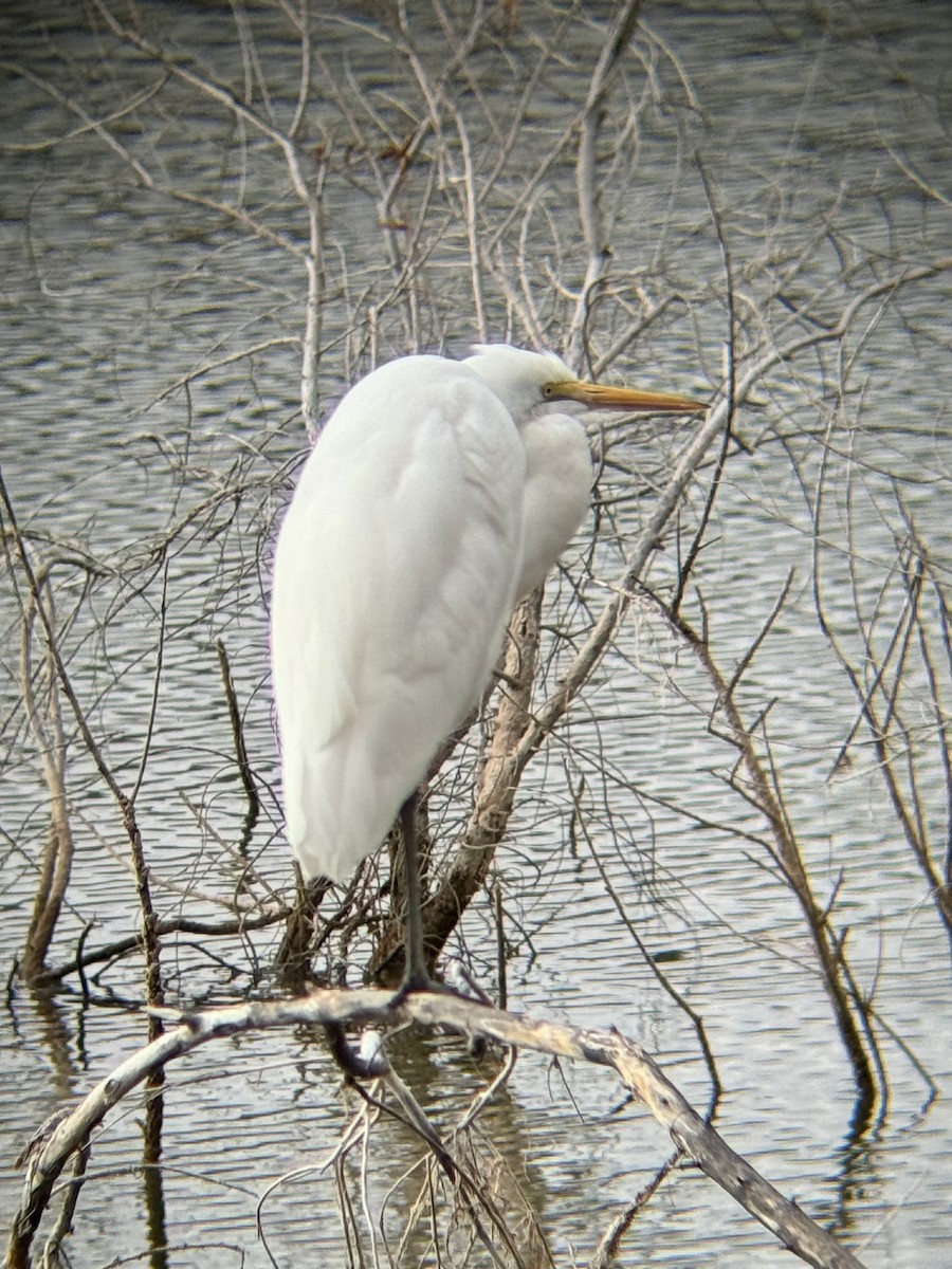 Great Egret - ML647237640