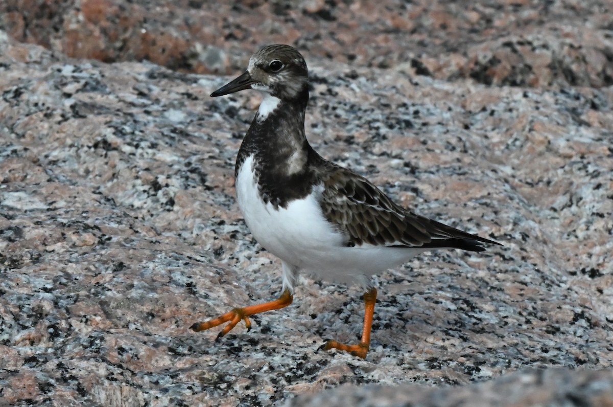 Ruddy Turnstone - ML647237682