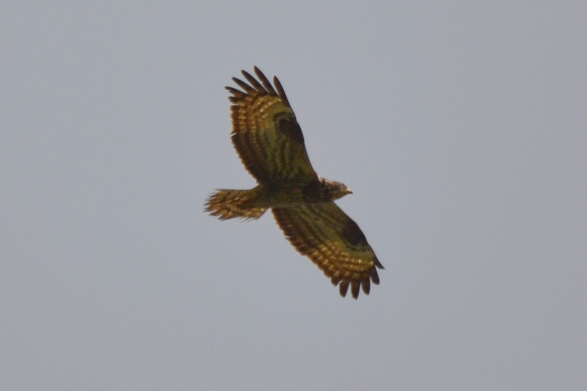 European Honey-buzzard - ML647237690