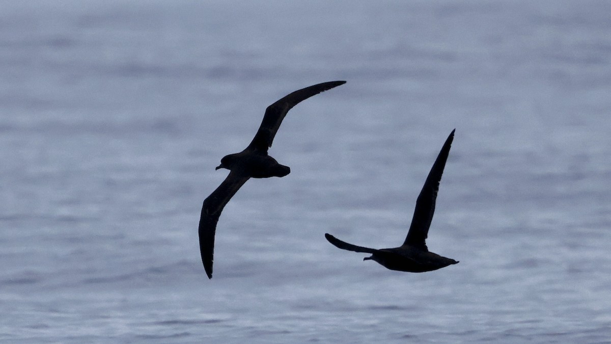 Sooty Shearwater - ML647237692