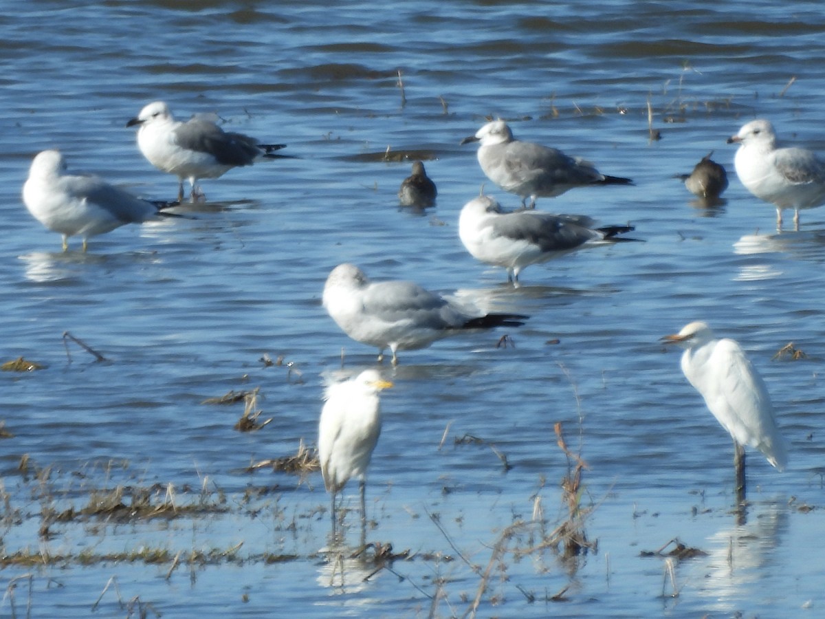 Forster's Tern - ML647237707