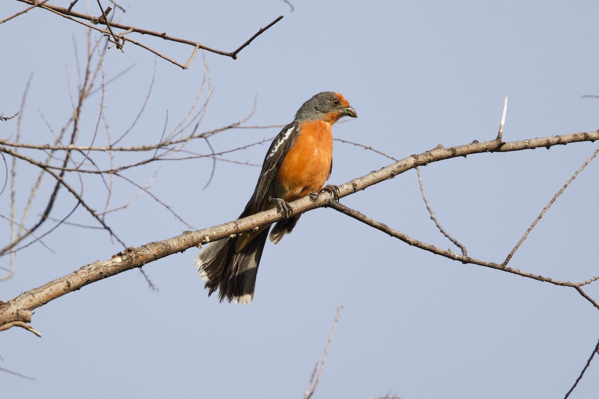 Рара червоновола - ML647237708