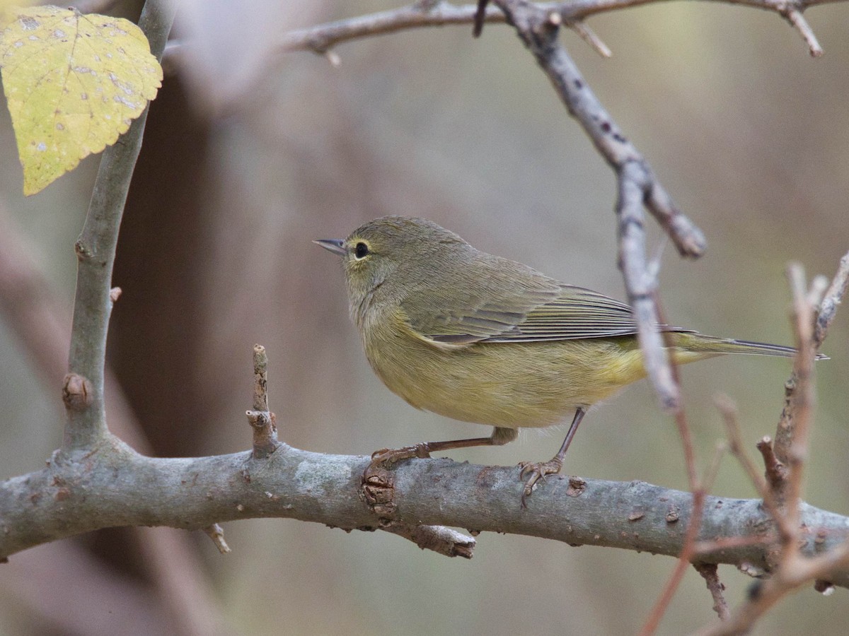 Orange-crowned Warbler - ML647237714