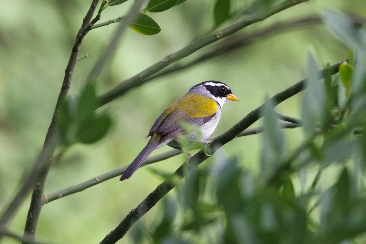 Moss-backed Sparrow - ML647237715