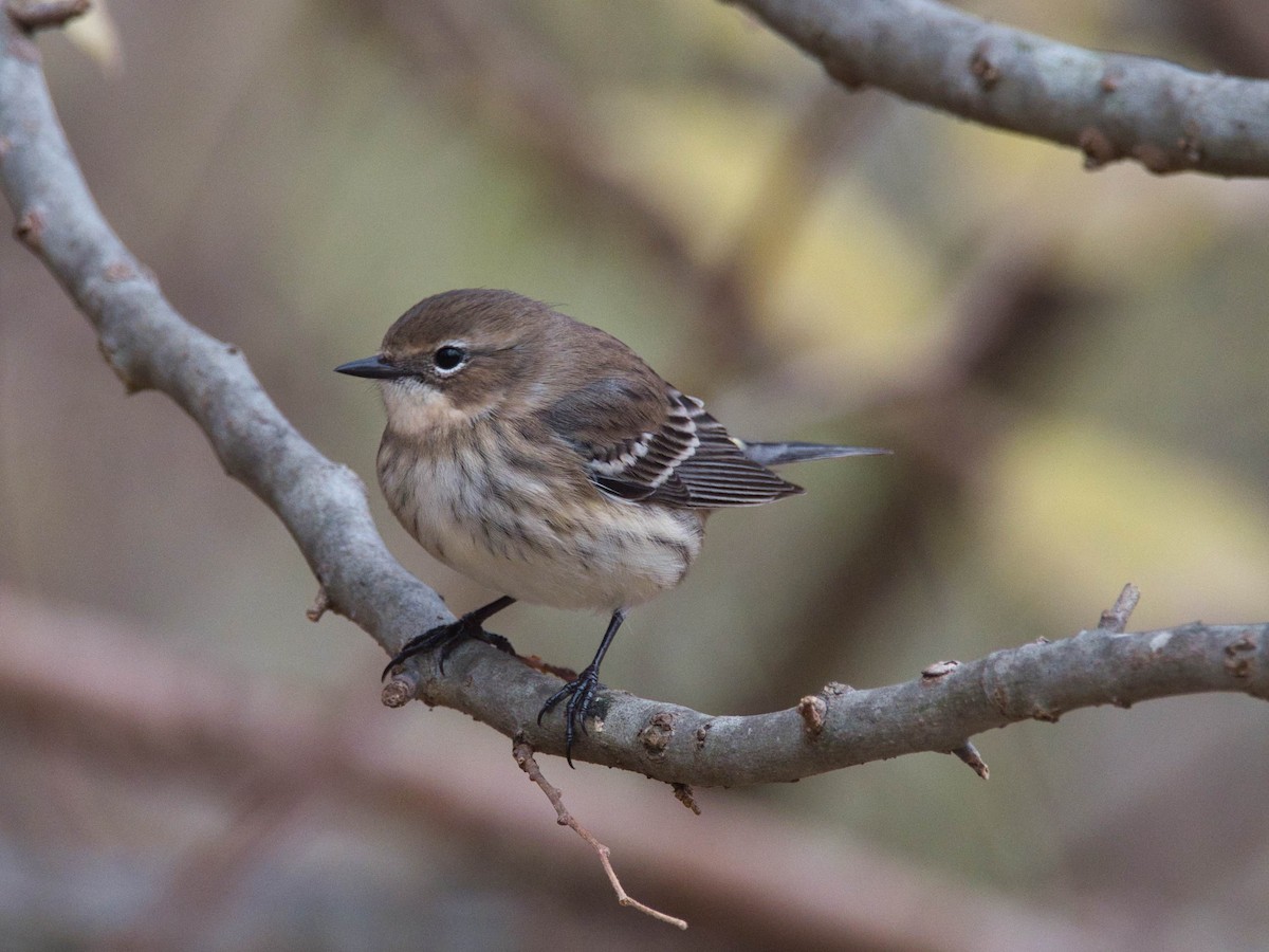 Yellow-rumped Warbler - ML647237720