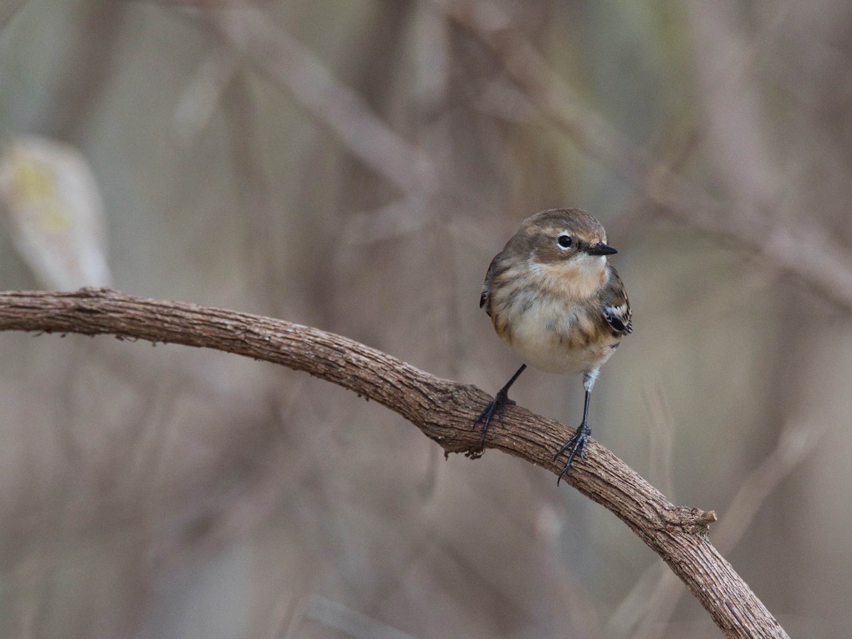 Yellow-rumped Warbler - ML647237721