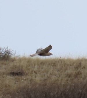 Ferruginous Hawk - ML647237723