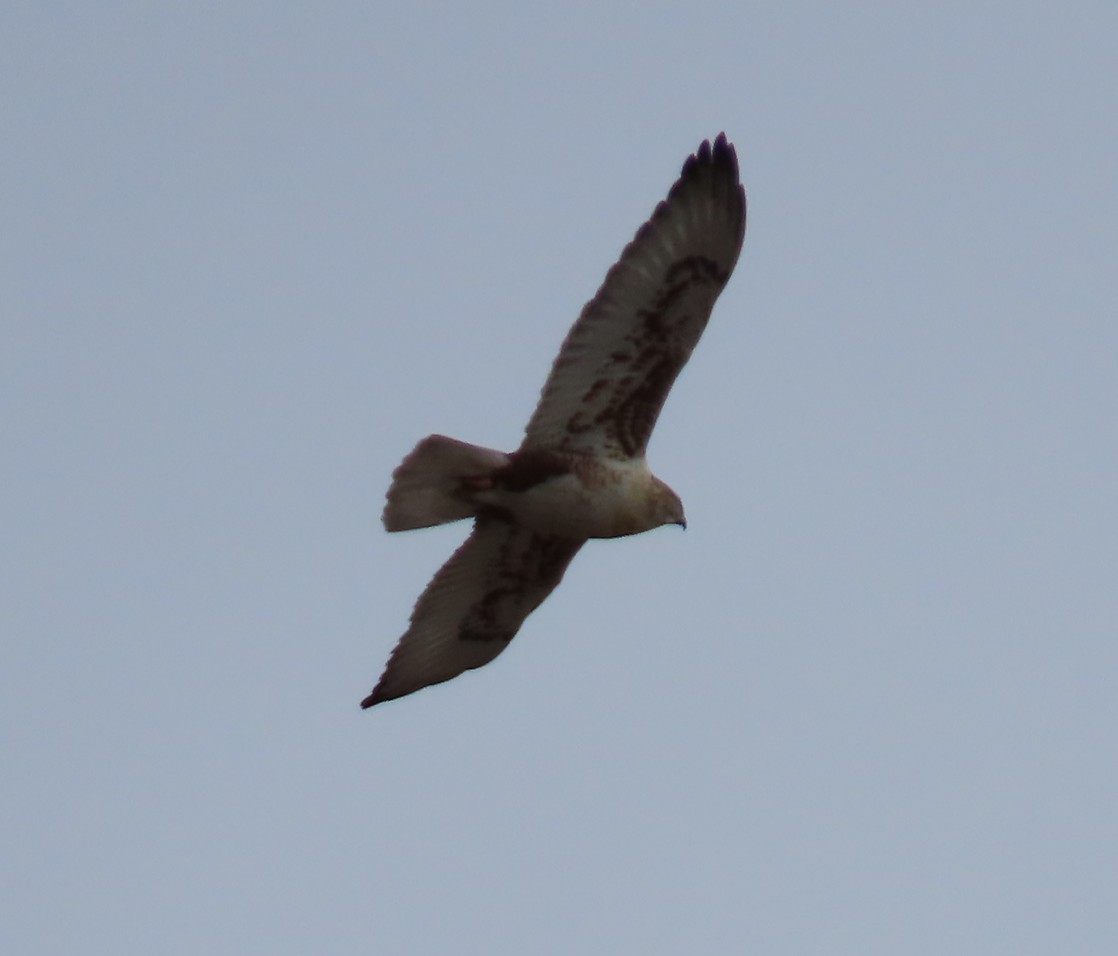 Ferruginous Hawk - ML647237724