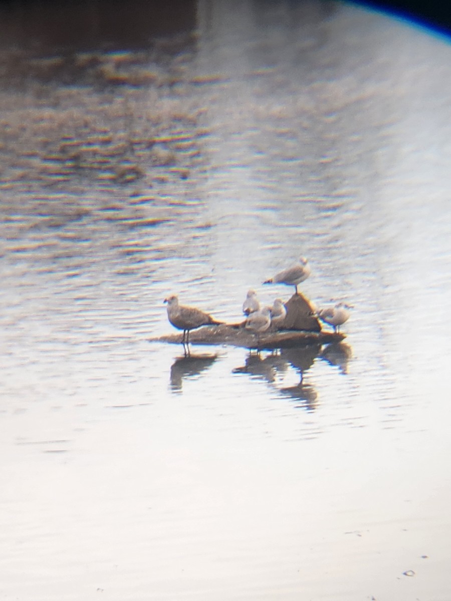 Larinae sp. - ML647237729