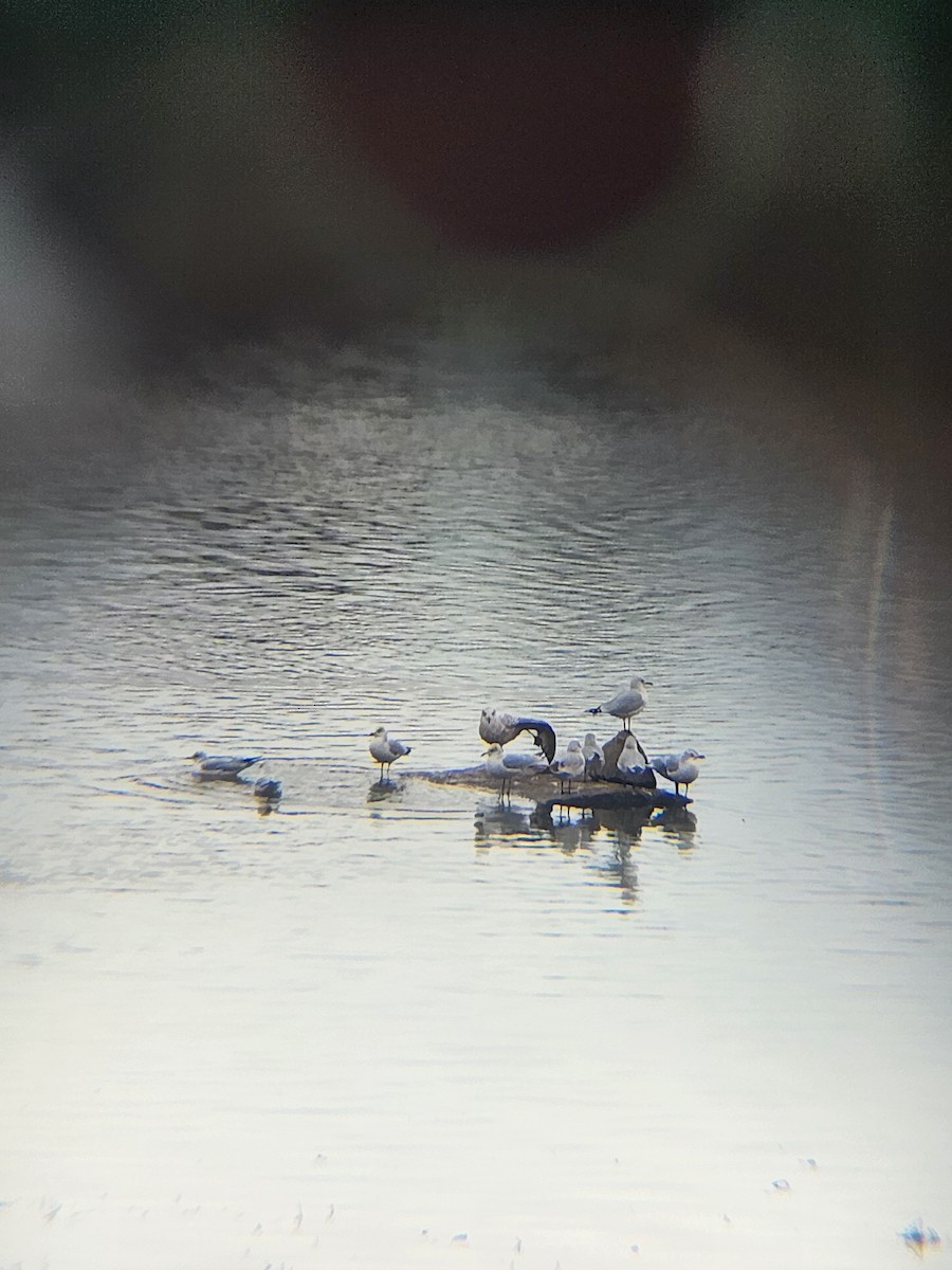 Larinae sp. - ML647237732