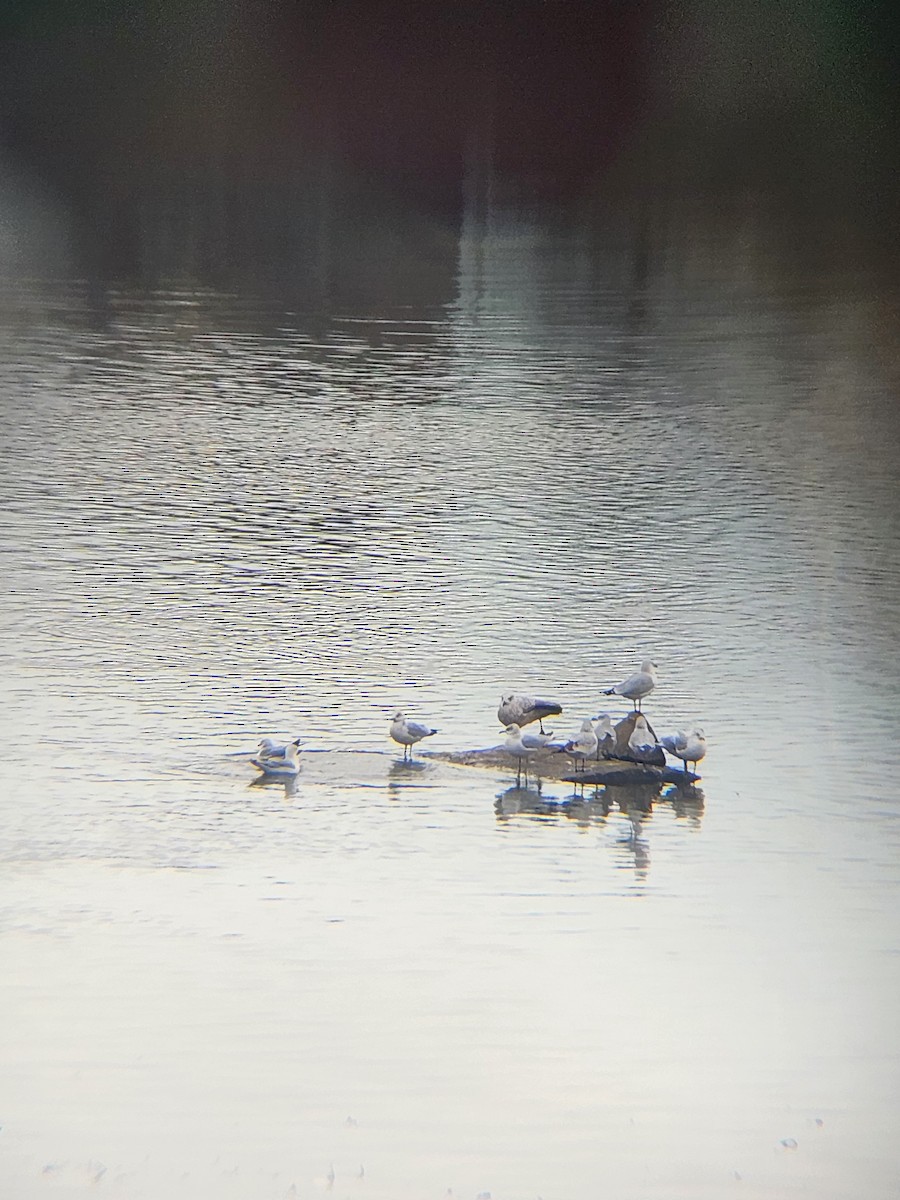 Larinae sp. - ML647237738