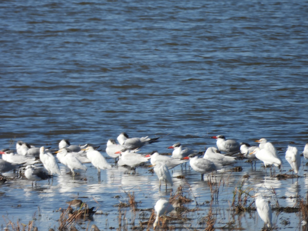 Forster's Tern - ML647237741