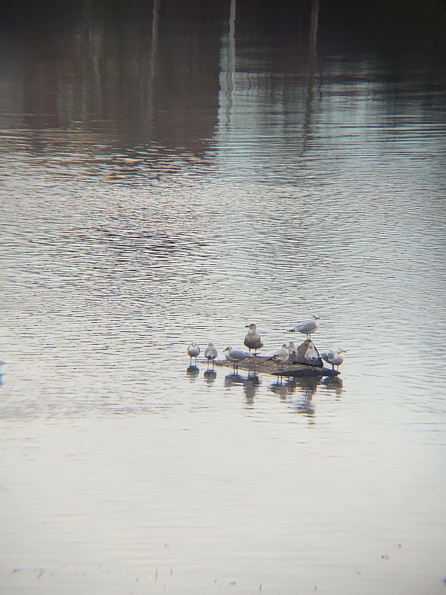 Larinae sp. - ML647237750