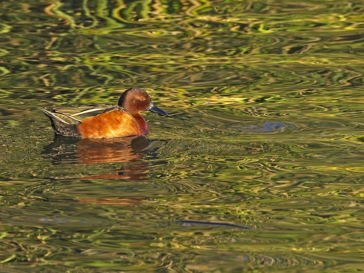 Cinnamon Teal - ML647237755