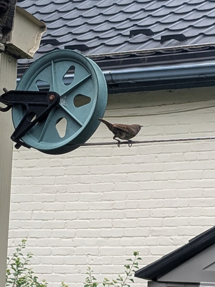 Northern House Wren - ML647237756