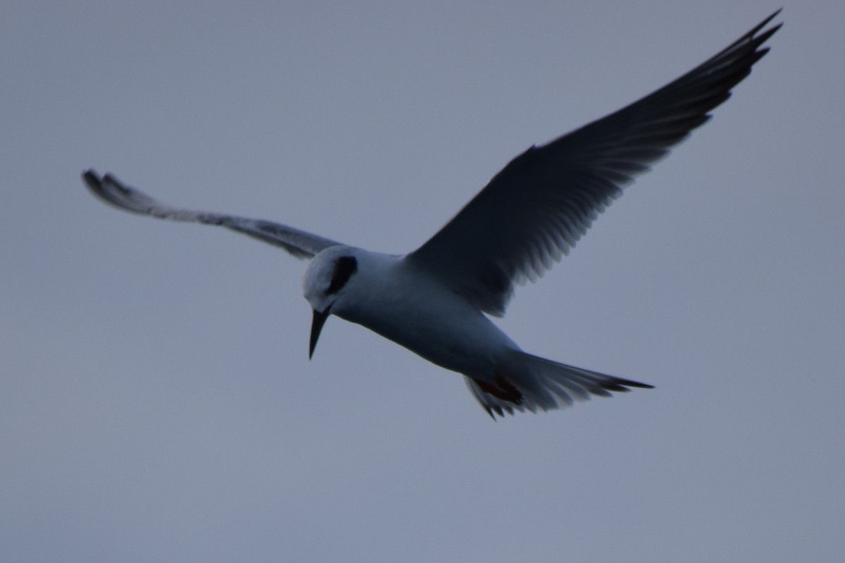 Forster's Tern - ML647237778