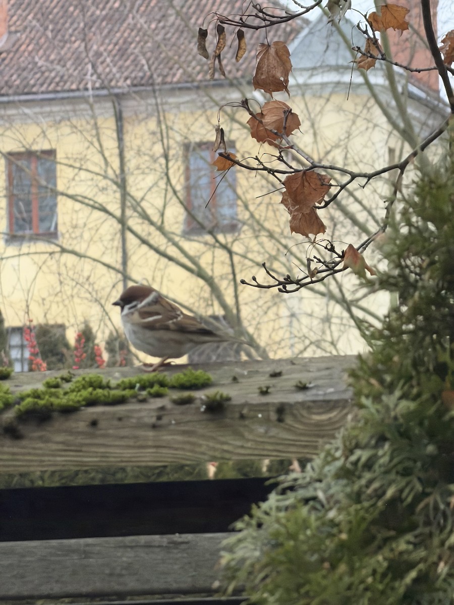 Eurasian Tree Sparrow - ML647237790