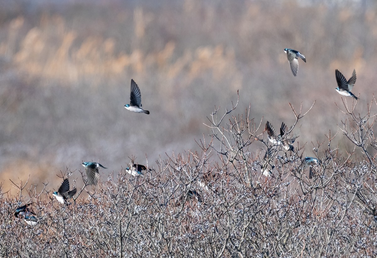 Tree Swallow - ML647237796