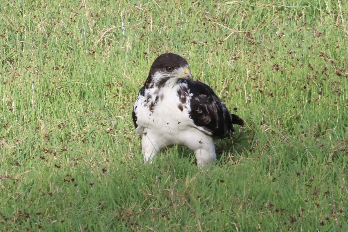 Augur Buzzard - ML647237808
