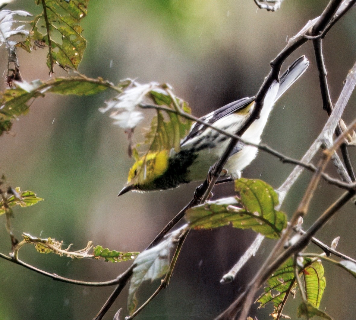Black-throated Green Warbler - ML647237811