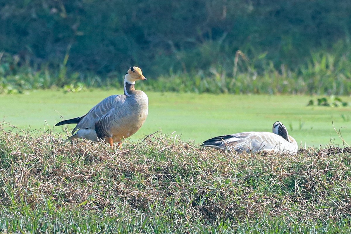 Oca indiana - ML647237817