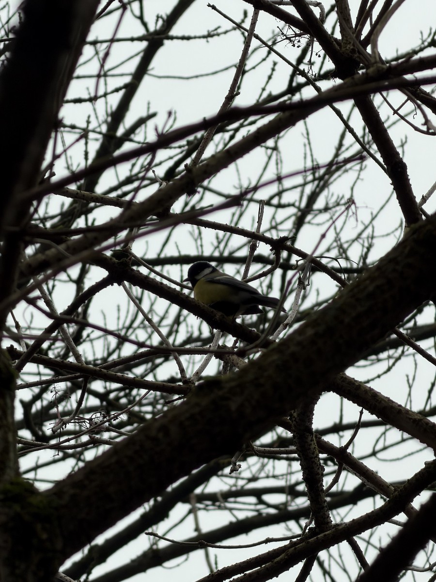 Great Tit - ML647237822