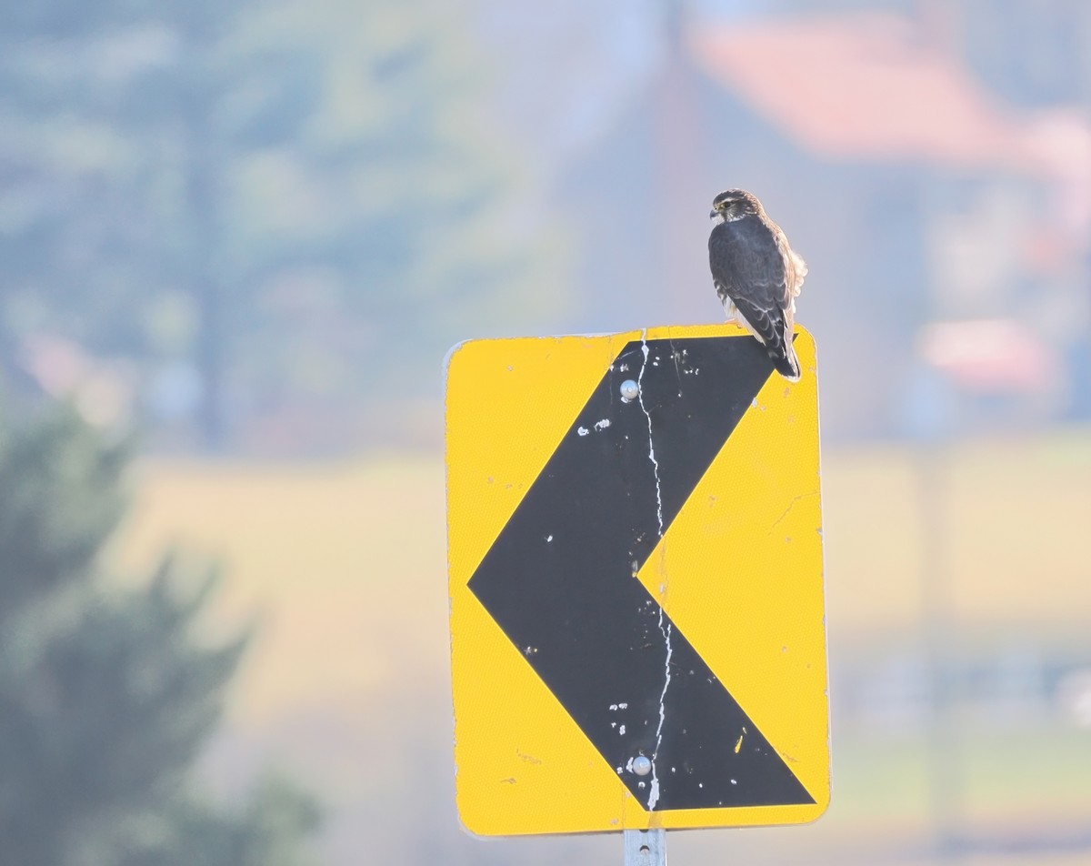 Merlin - ML647237823