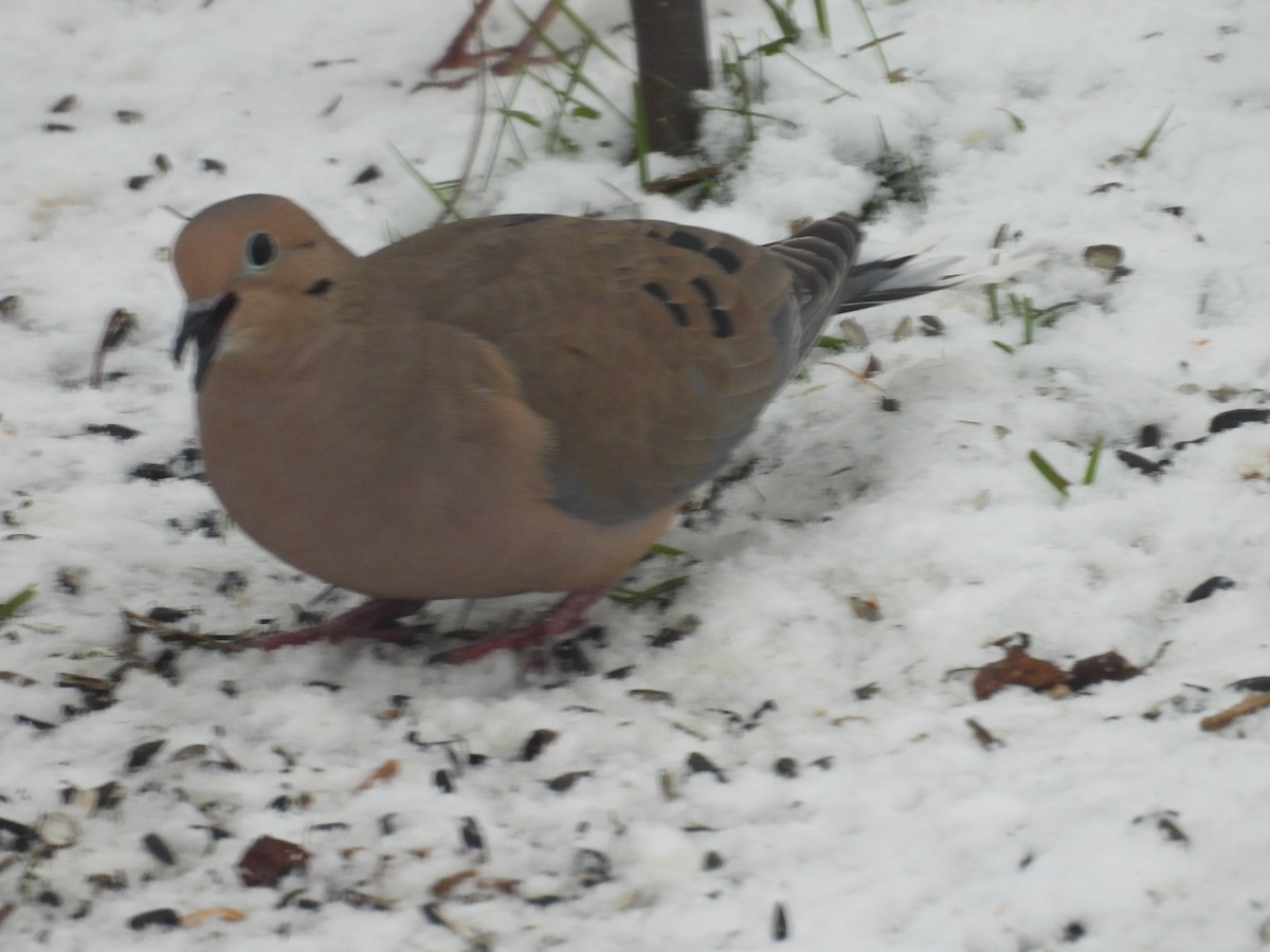 Mourning Dove - ML647237851