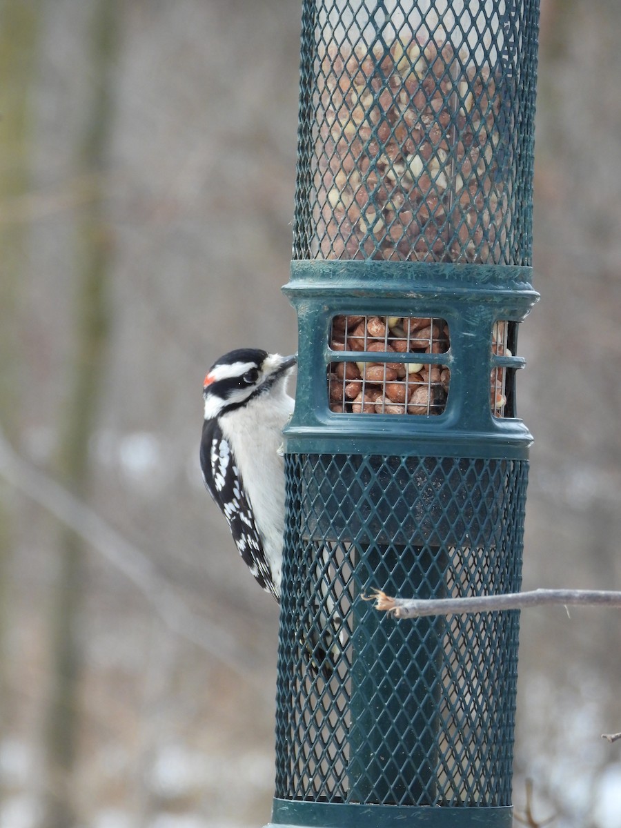 Pico Pubescente - ML647237855