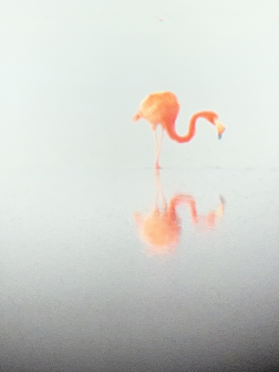American Flamingo - ML647237856