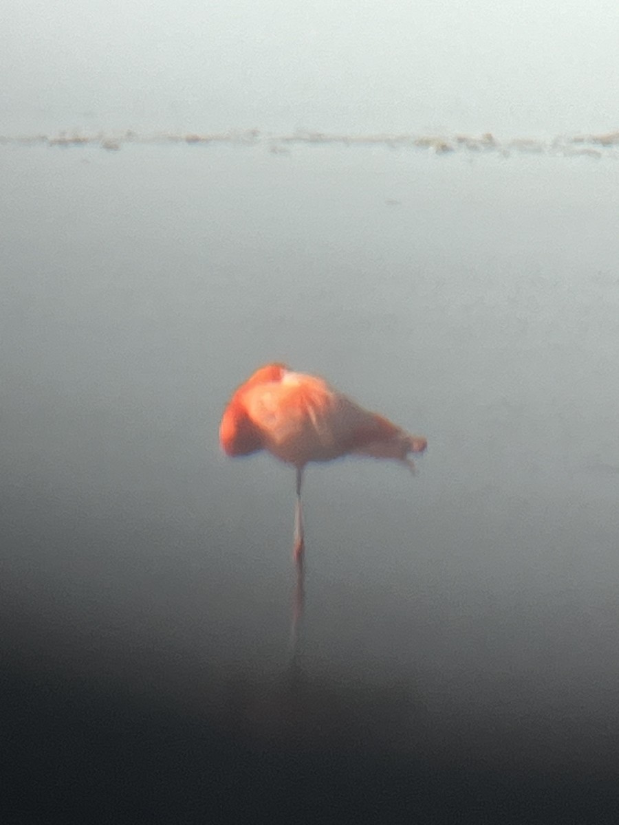 American Flamingo - ML647237857