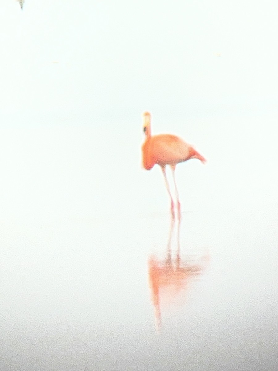 American Flamingo - ML647237858