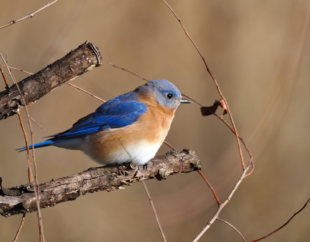 Eastern Bluebird - ML647237865