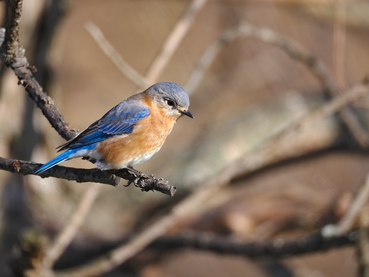 Eastern Bluebird - ML647237866