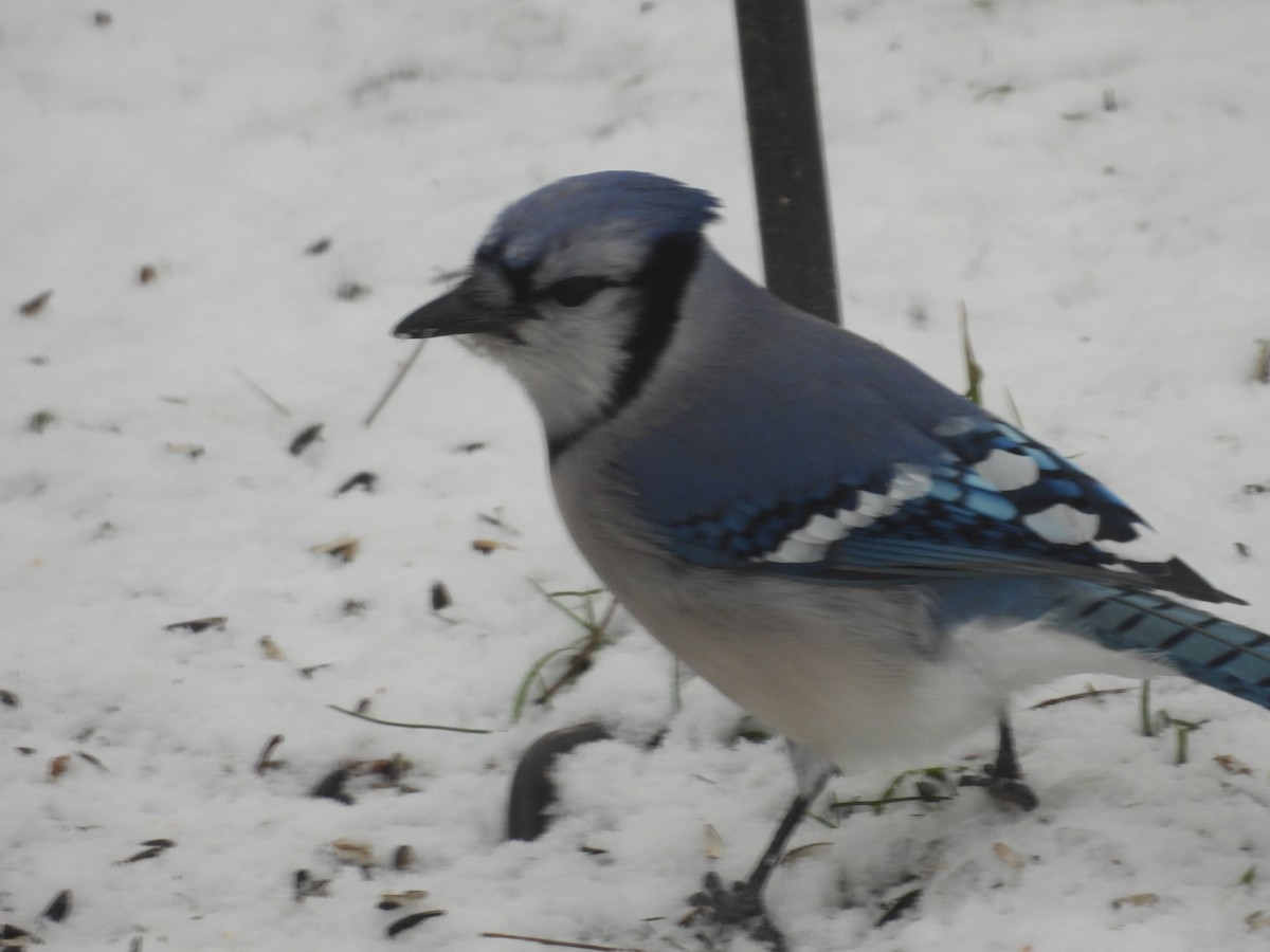 Blue Jay - ML647237873
