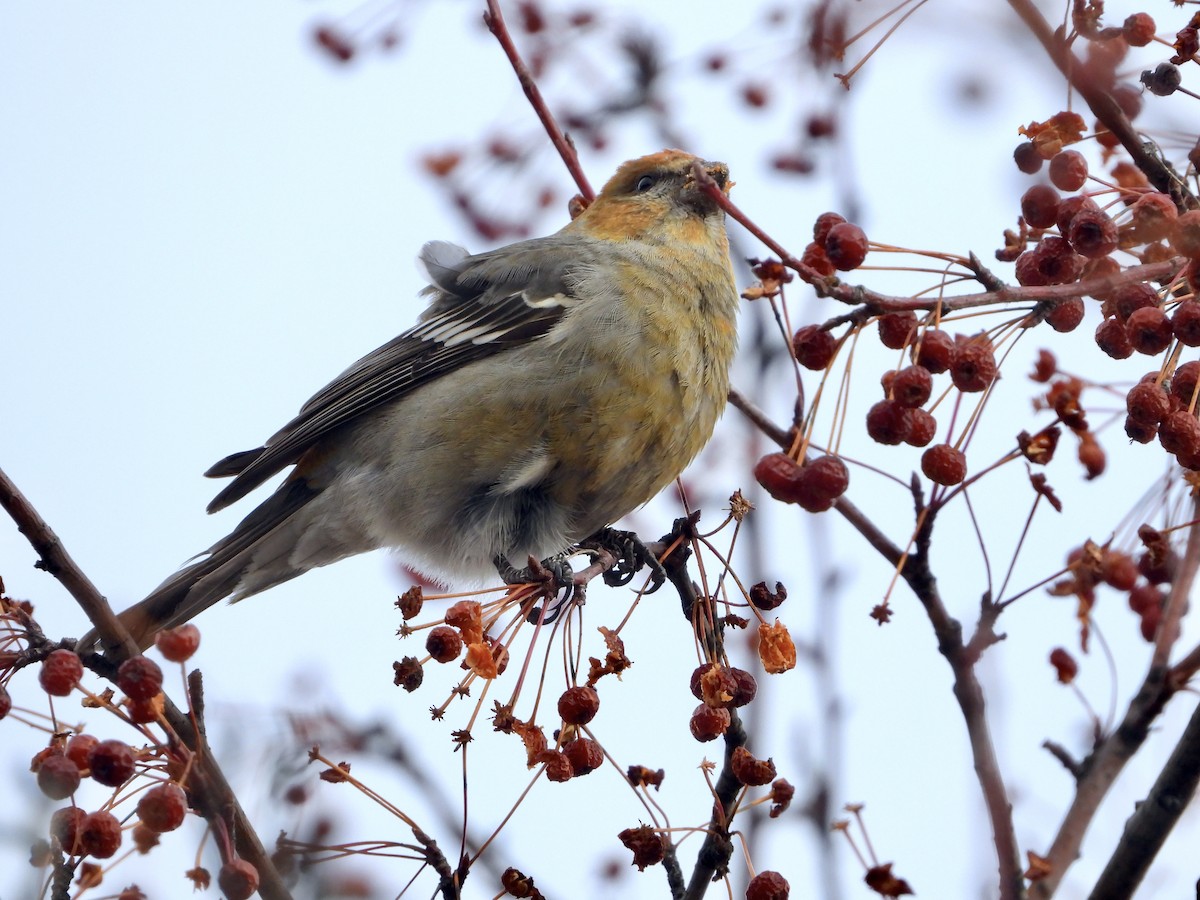 Camachuelo Picogrueso - ML647237878