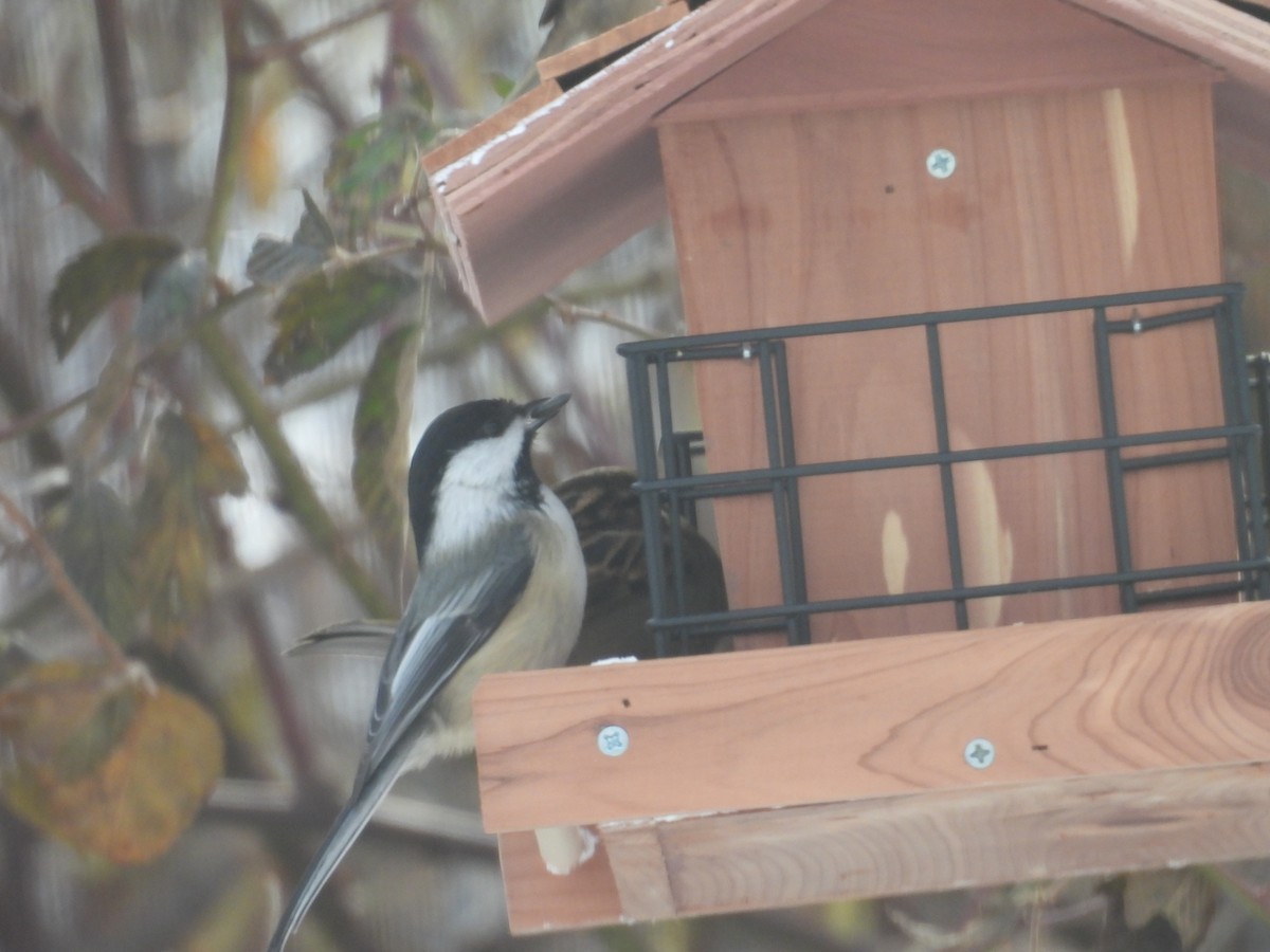 Black-capped Chickadee - ML647237885