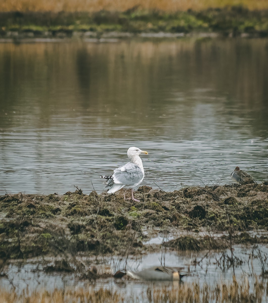 American Herring Gull - ML647237886