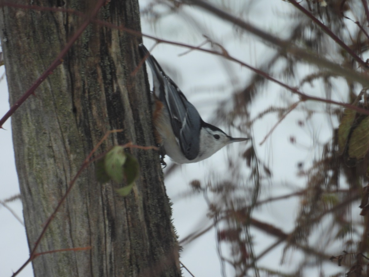 White-breasted Nuthatch - ML647237892