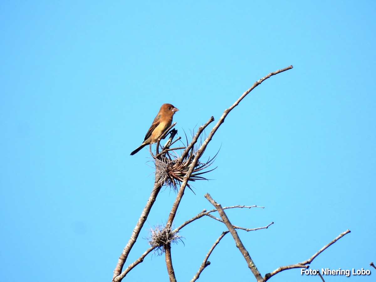 Blue Grosbeak - ML647237897