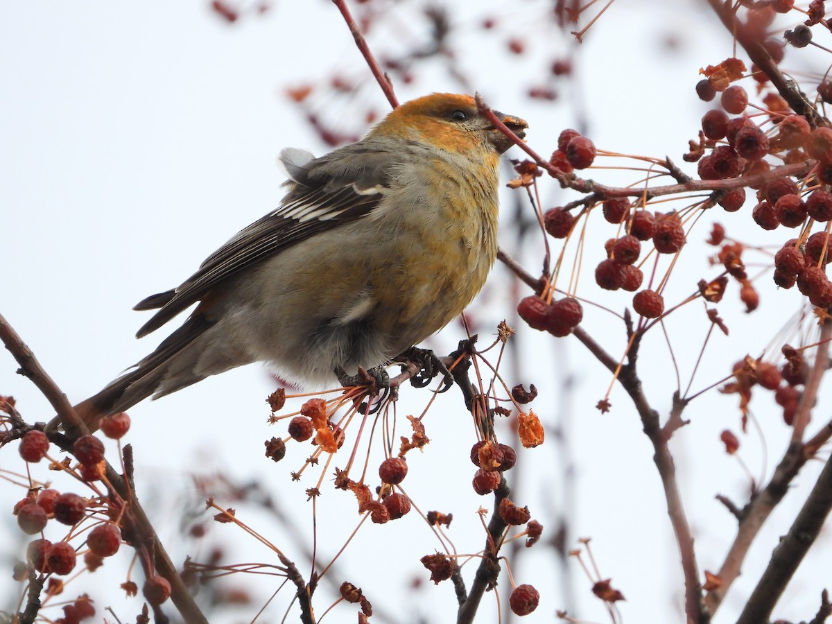 Camachuelo Picogrueso - ML647237898