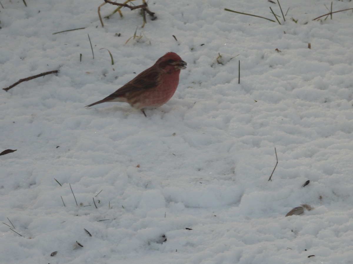Purple Finch - ML647237903