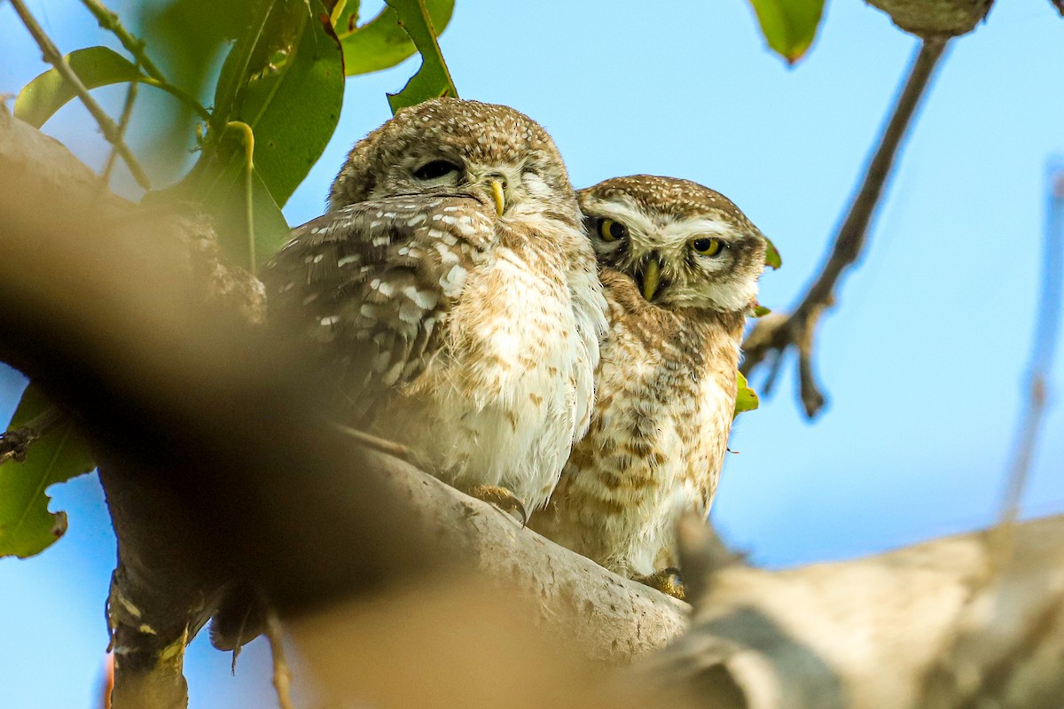 Spotted Owlet - ML647237909