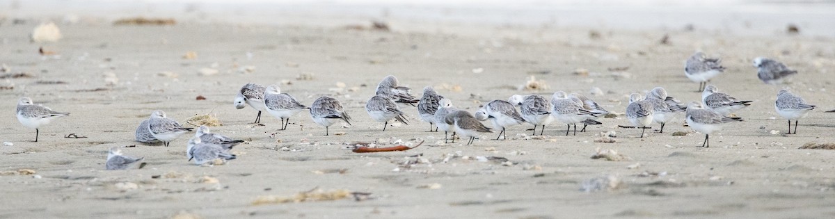 Песчанка - ML647237910