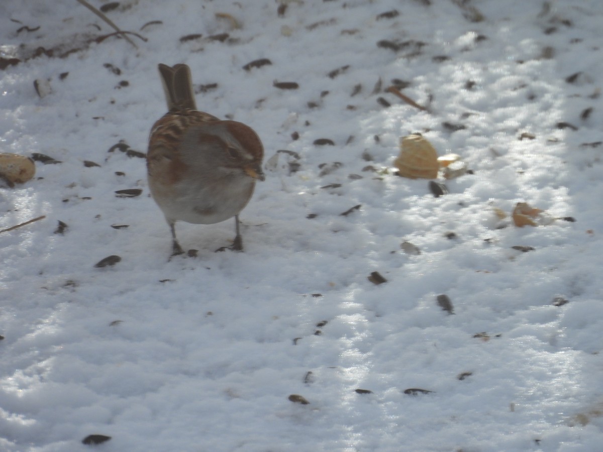 American Tree Sparrow - ML647237911