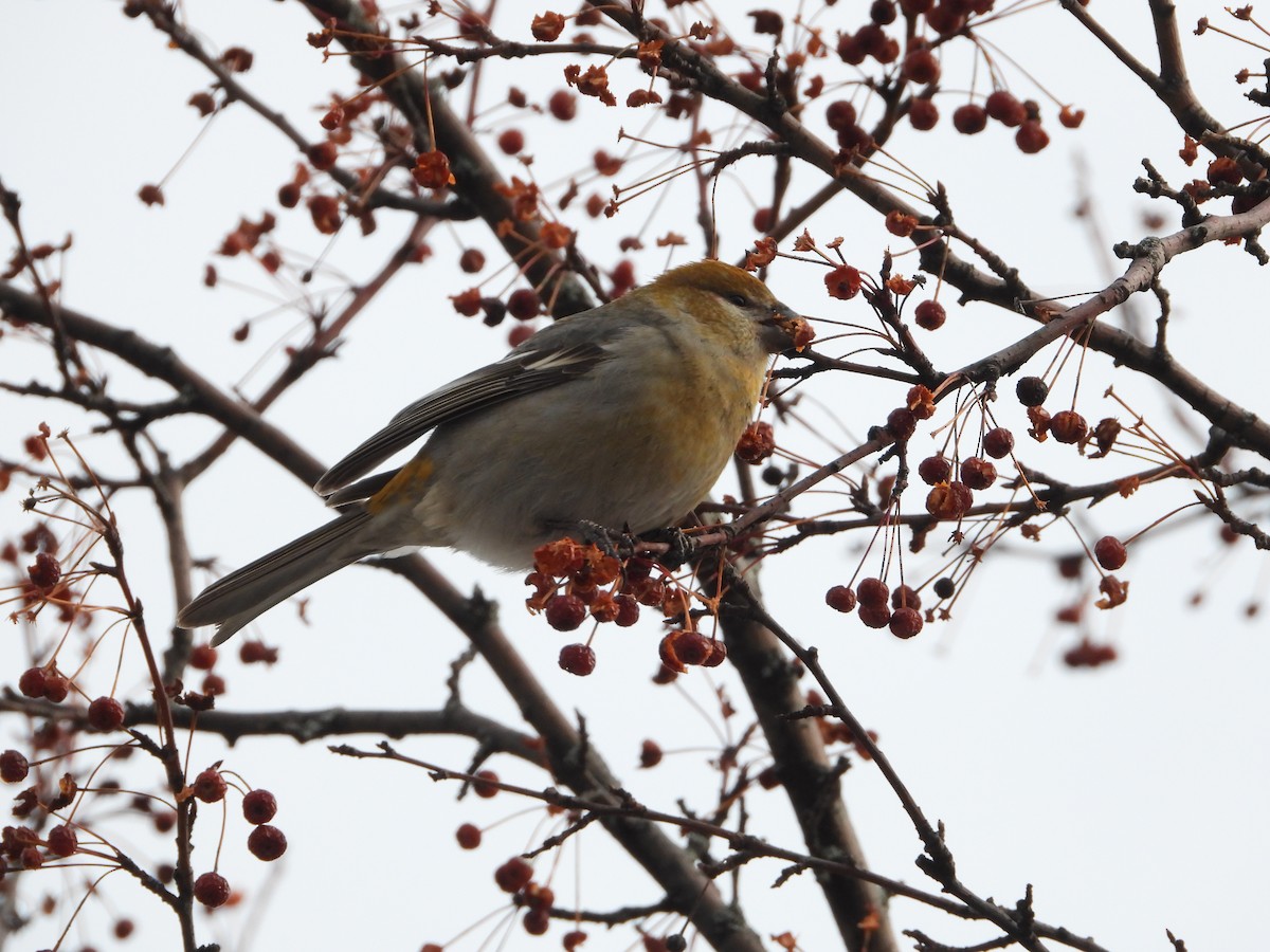 Camachuelo Picogrueso - ML647237916