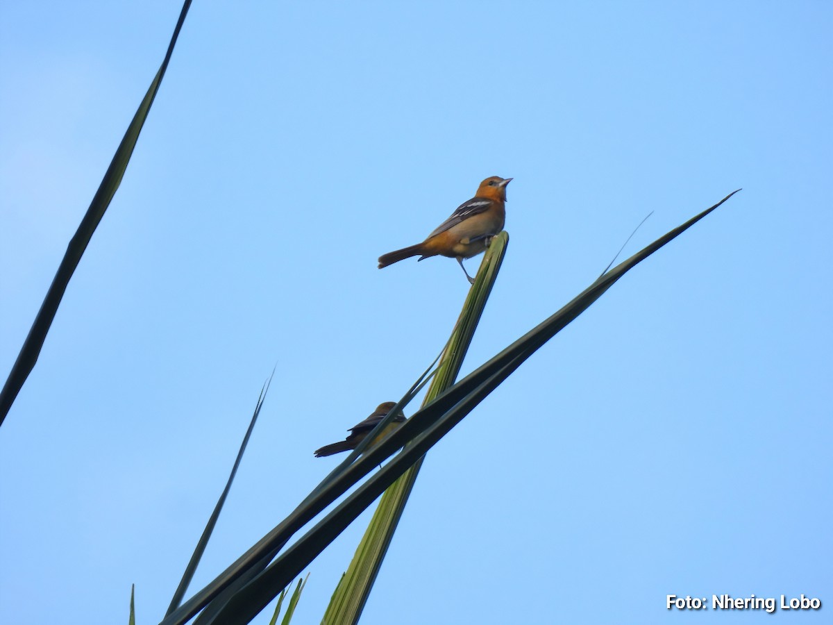 ボルチモアムクドリモドキ - ML647237927